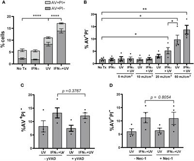 Interferon alpha promotes caspase-8 dependent ultraviolet light-mediated keratinocyte apoptosis via interferon regulatory factor 1
